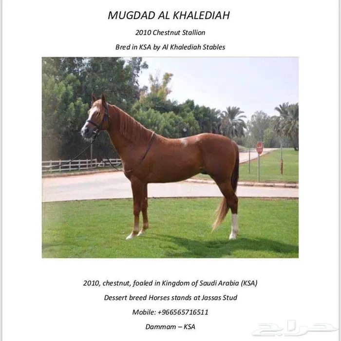 فرس واهو ريس لقاح ثقيل 0