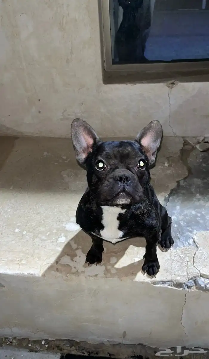 للبيع كلب فرنش بول دوق french bull dog 4