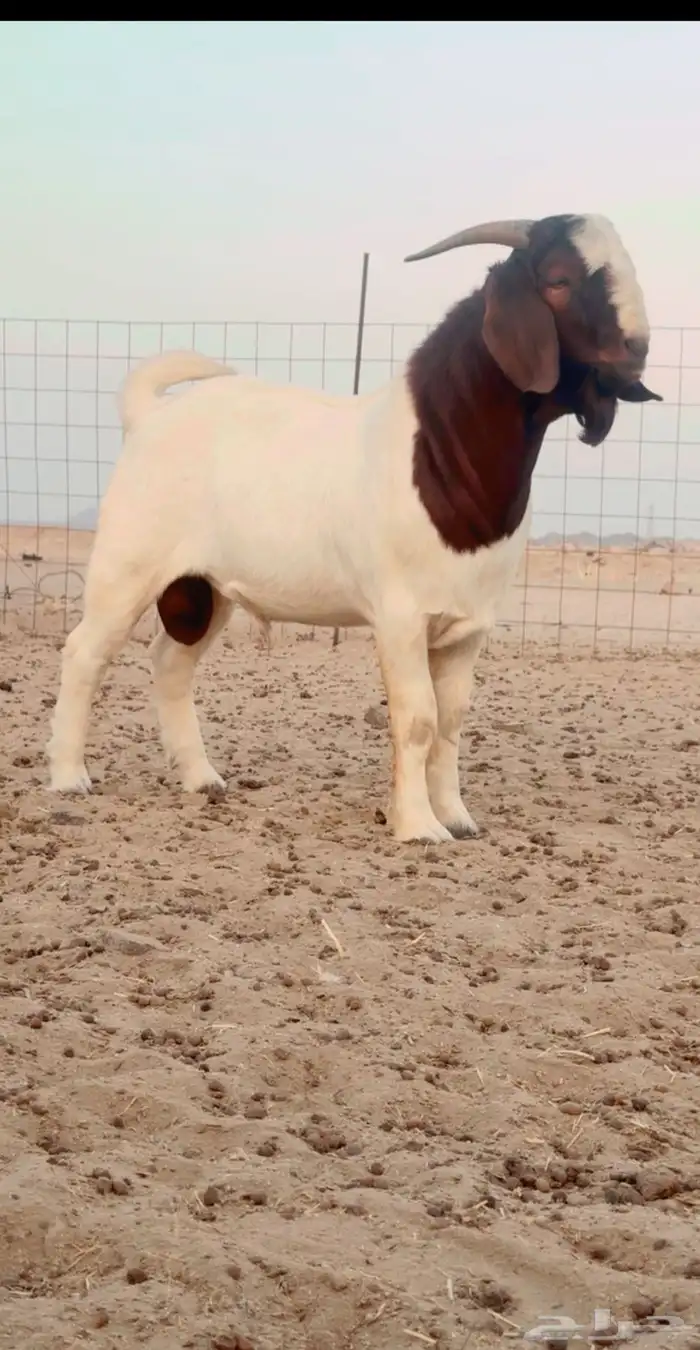 معزه بورقت بيور درجه أولى 2