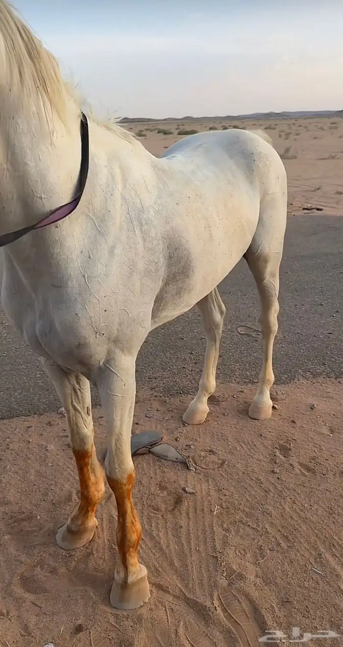 حصان اصفر شعبي للبيع 2