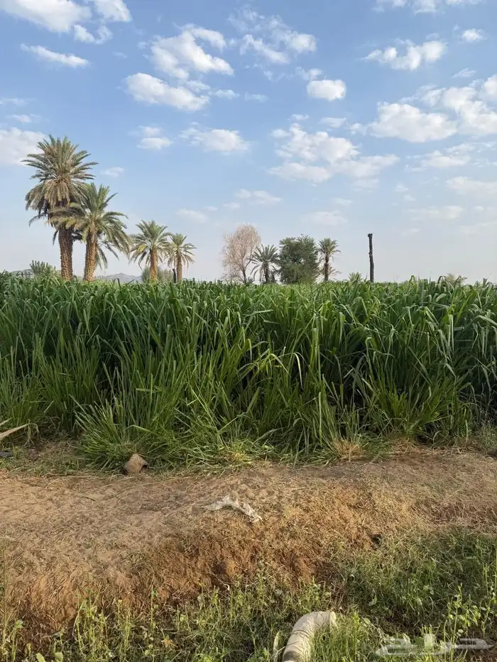 علف بونيكام الموقع المدراء 3