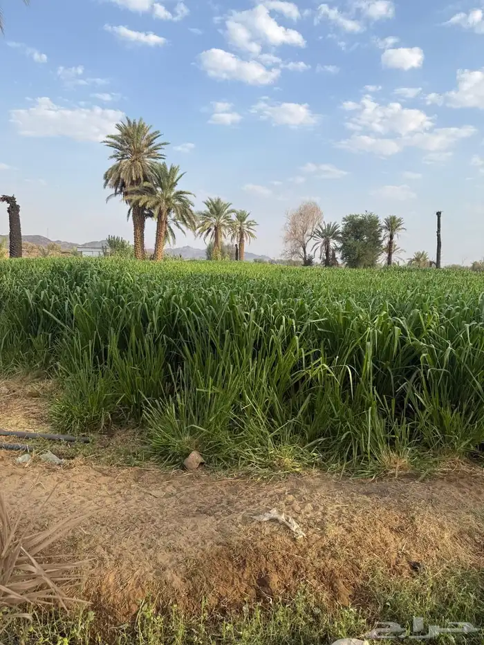 علف بونيكام الموقع المدراء 0