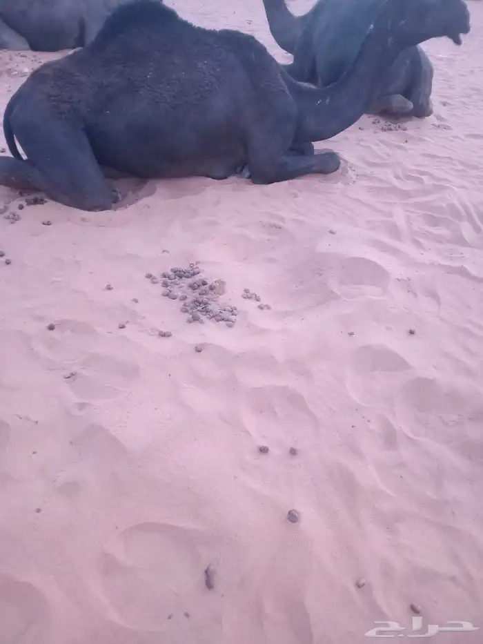 بكار مجاهيم للبيع 3