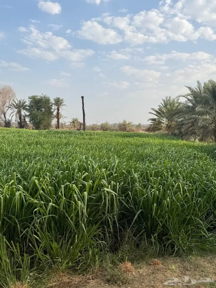 علف بونيكام الموقع المدراء 4