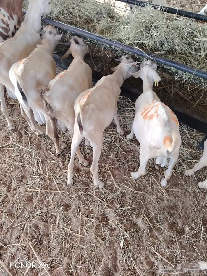 جمله وتفريد غنم تيوس جدعان تنيان 0