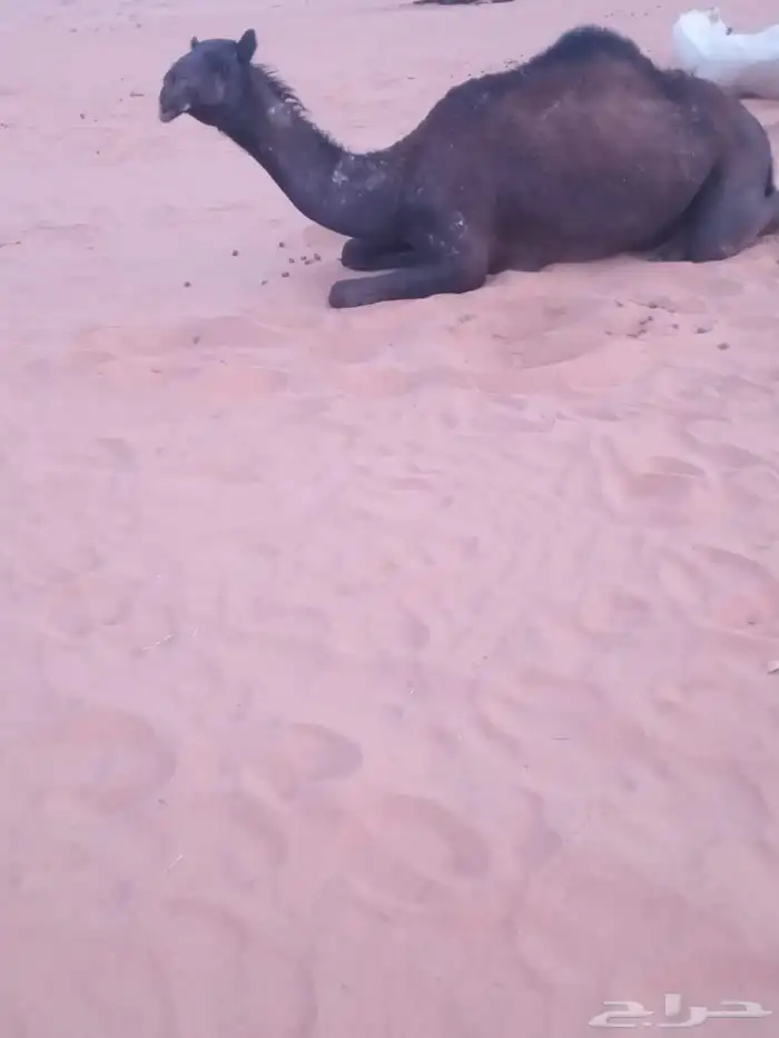 بكار مجاهيم للبيع 0