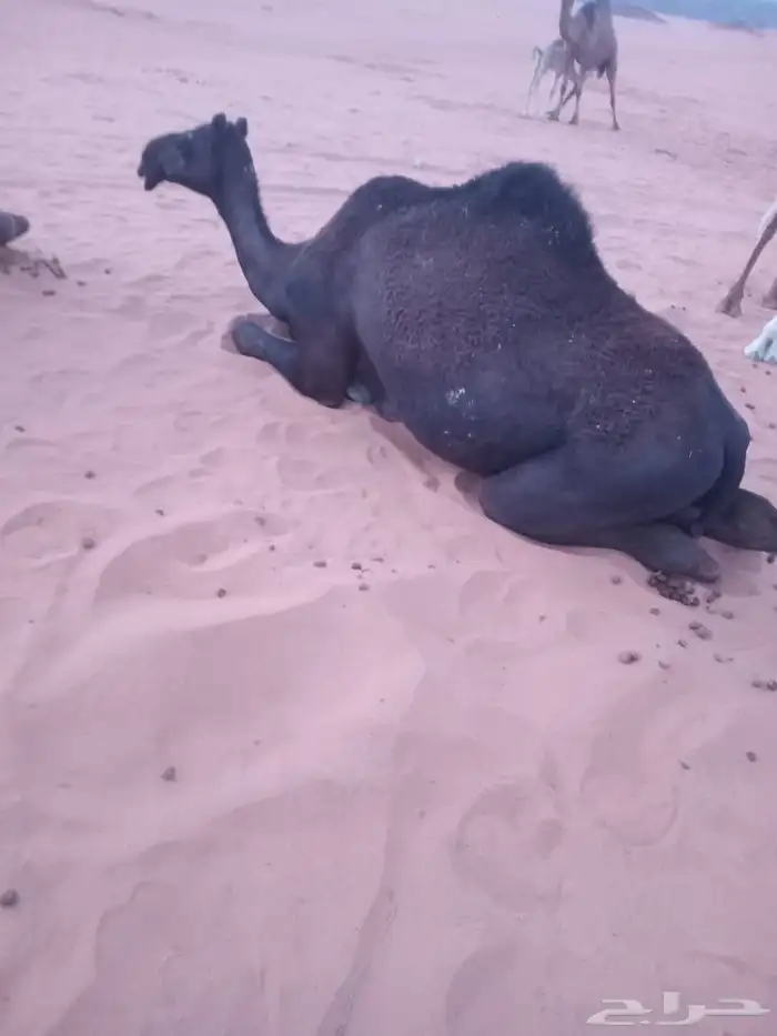 بكار مجاهيم للبيع 4