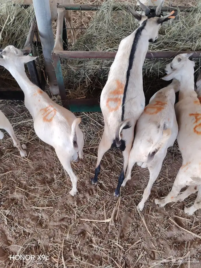 جمله وتفريد غنم تيوس جدعان تنيان 1