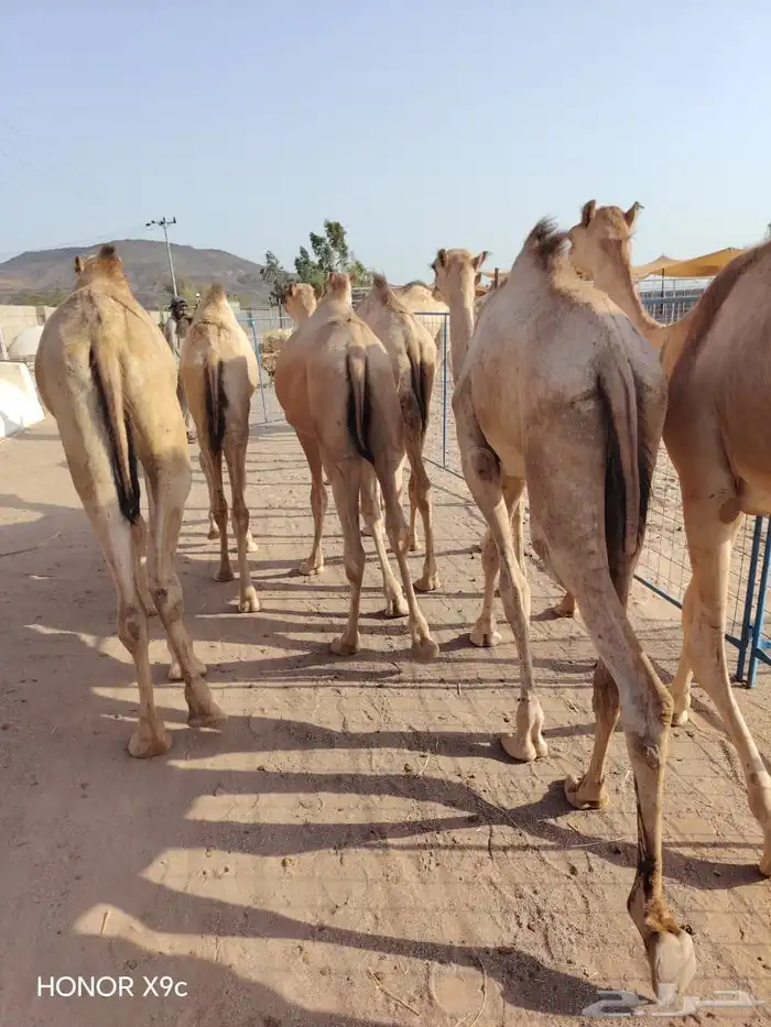 قعدان صوماليه جمله وتفريد 3