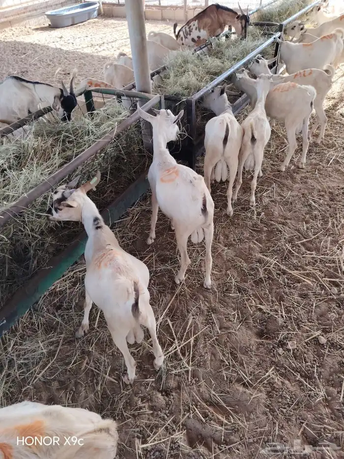 جمله وتفريد غنم تيوس جدعان تنيان 3