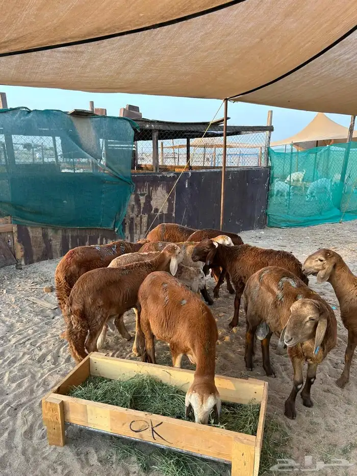 سواكن للبيع جنوب جدة الخمرة 0