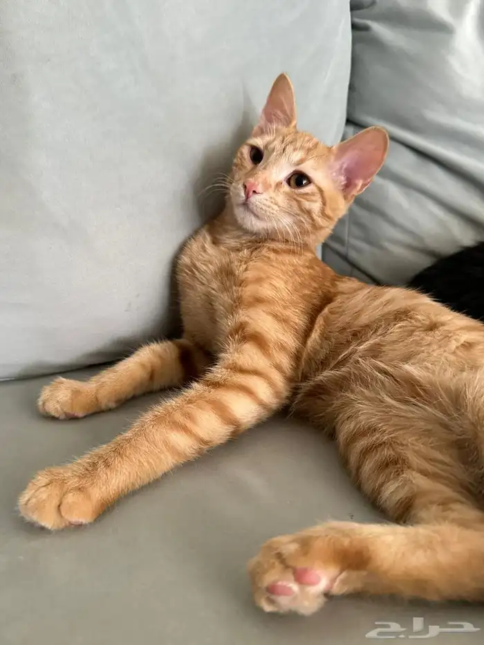 قطط 5