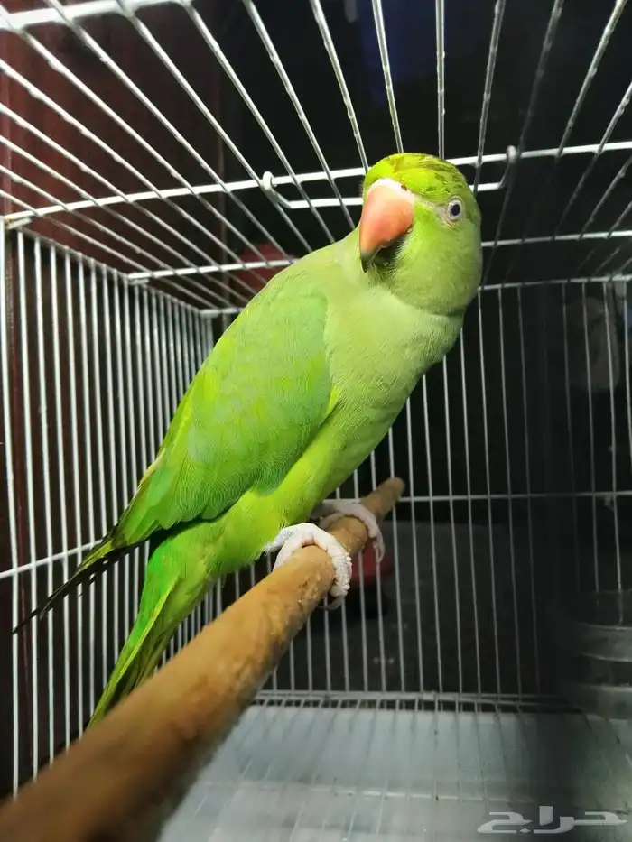 دره هندي أنثى للأنتاج (تم البيع) 1