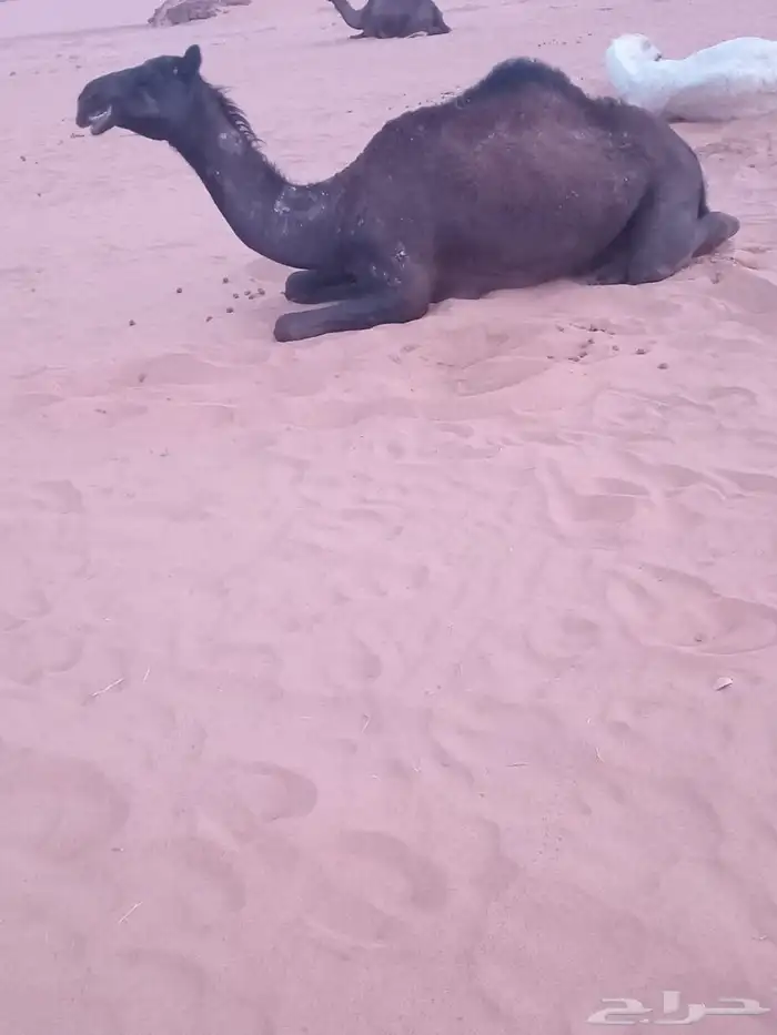 بكار مجاهيم للبيع 1