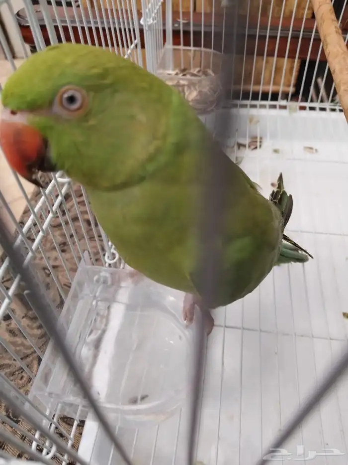 دره هندي أنثى للأنتاج (تم البيع) 2