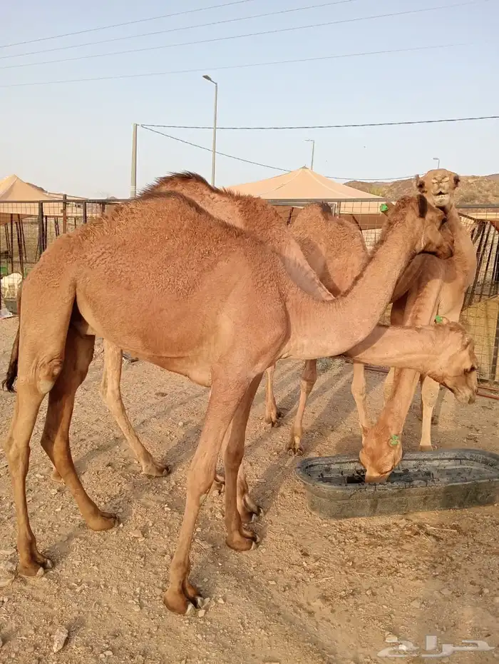 قعدان وتيوس صومالي مرباه 0