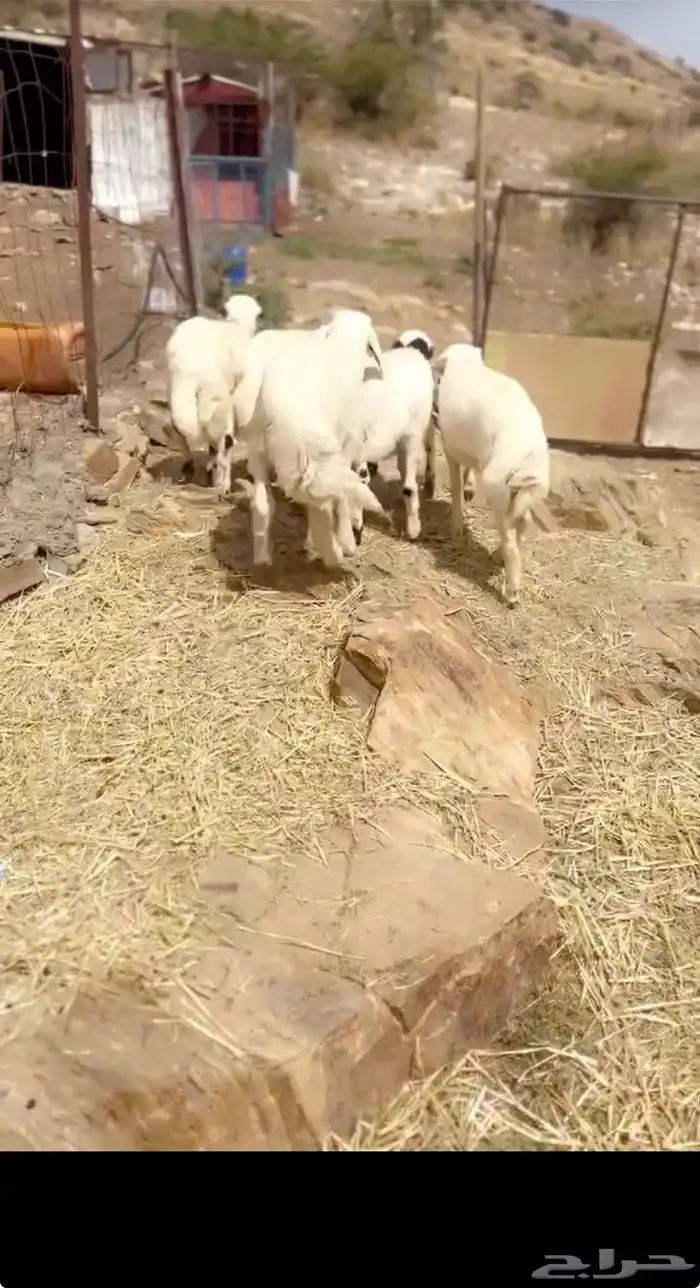 طليان جذعان مراح واحد 4