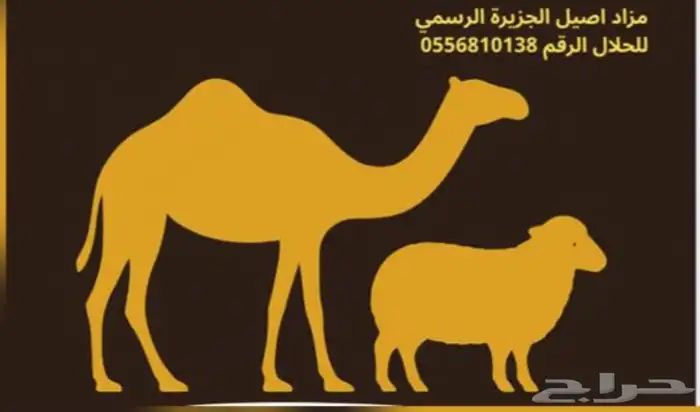 نجد حريات إبل 1