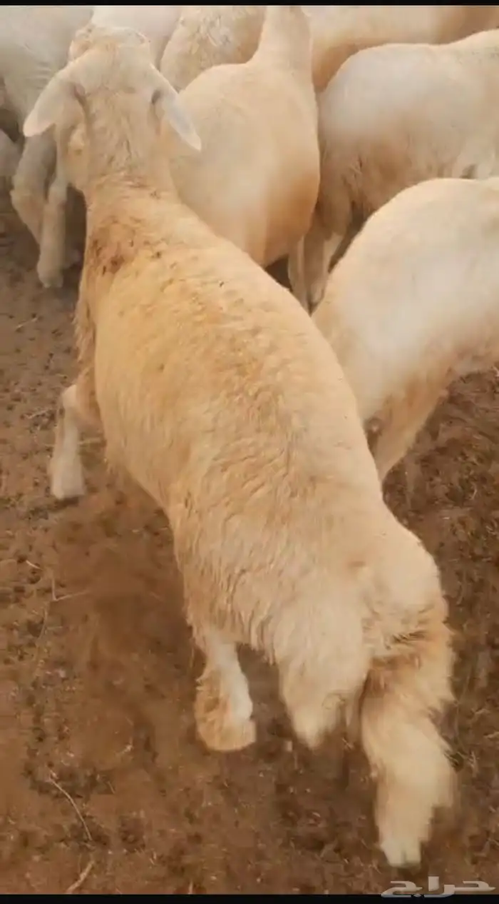 طليان ذبايح 0