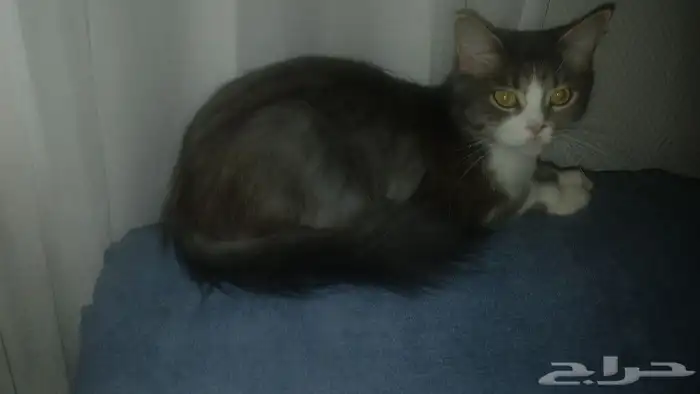 نظارات شمسية ذكية ممتازة مريحة   قطط للتبني 9