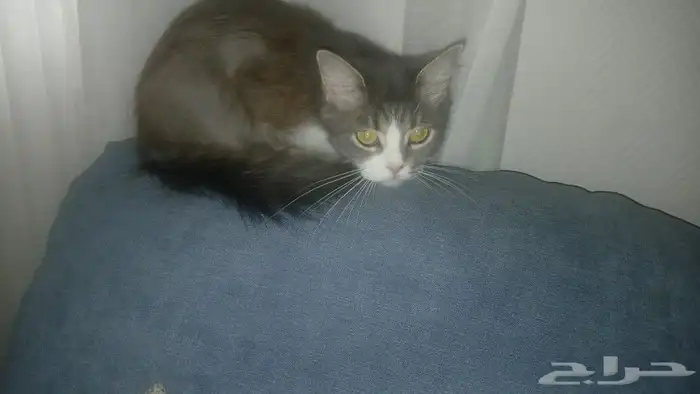 نظارات شمسية ذكية ممتازة مريحة   قطط للتبني 12