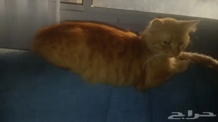 نظارات شمسية ذكية ممتازة مريحة   قطط للتبني 10