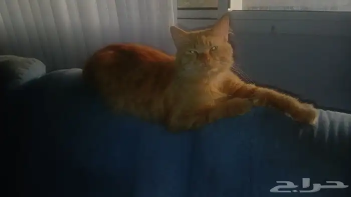 نظارات شمسية ذكية ممتازة مريحة   قطط للتبني 8