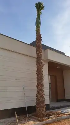 نخيل واشجار 5