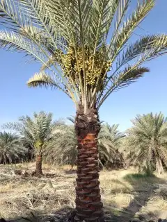 نخل وشنطن للبيع 4