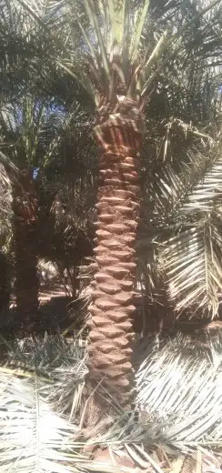 نخل للبيع جده مكه المكرمه الطايف 3