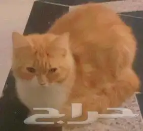 نظارات شمسية ذكية ممتازة مريحة   قطط للتبني 14