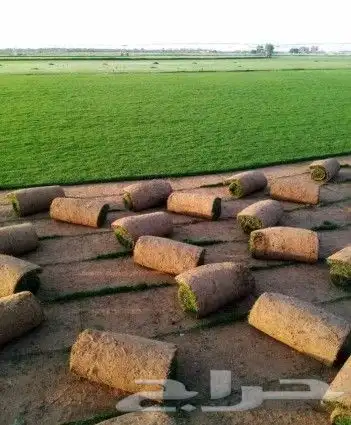 حدائق دلال الرياض وزراعه النخل 8