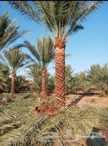 يوجد لدينا جميع انواع النخيل وجميع المقسات جده مكه 5