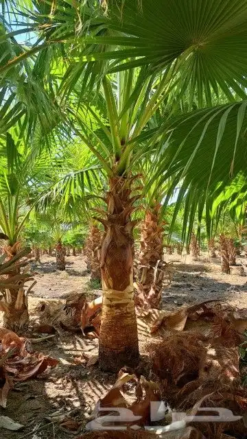 نخل واشنطن للبيع 0