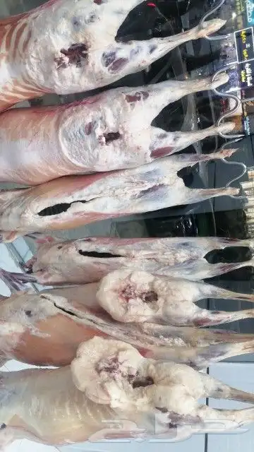 ملحمة رحاب الأنعام للحوم طازجة الدمام 8