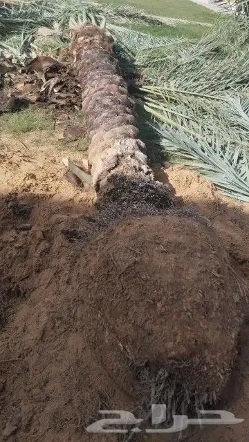 نخل للبيع مكه المكرمه جده 2