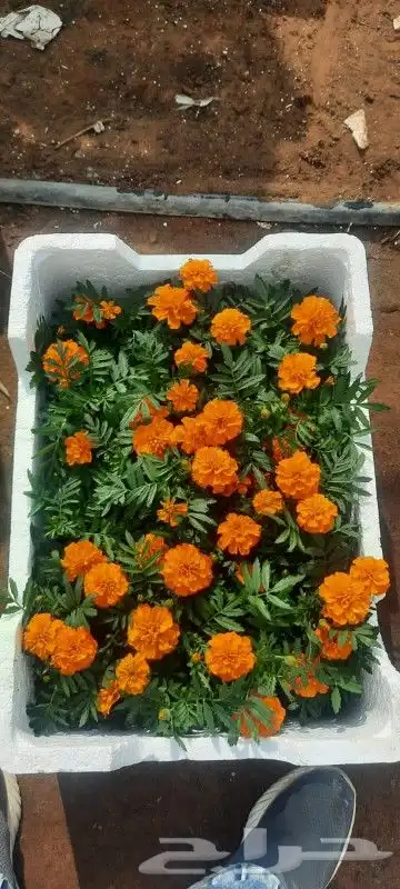 نخيل واشجار 3