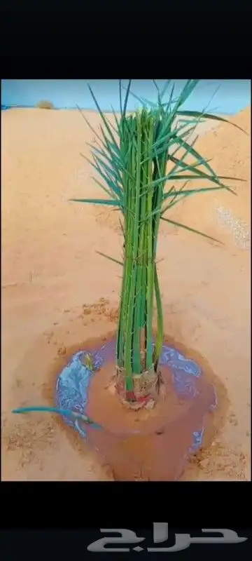 تنسيق منازل وحدائق 9