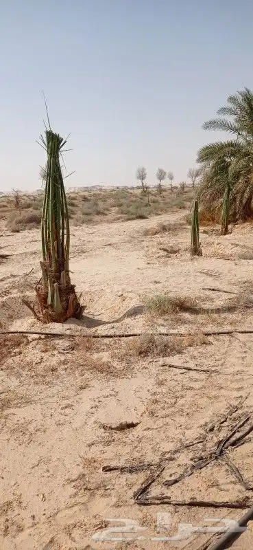 نخل إخلاص طيب 2