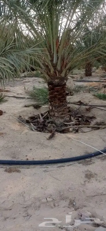 نخل إخلاص طيب 3