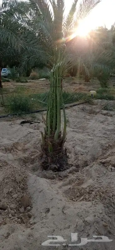 نخل إخلاص طيب 1