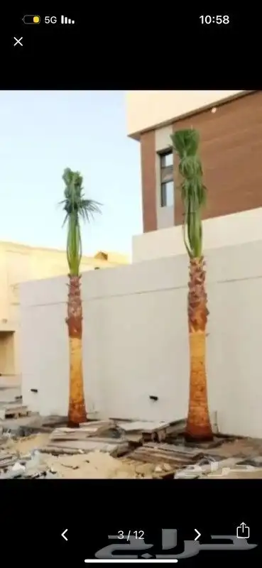 نخل واشنطن للبيع 1