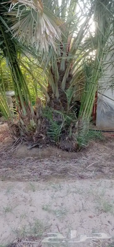 نخل إخلاص طيب 0