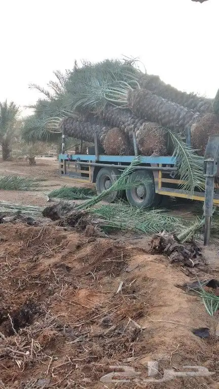 نخل للبيع مكه المكرمه جده 6