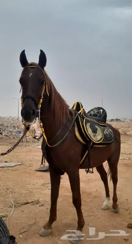 إيجار خيول وجمال وسياسي 13