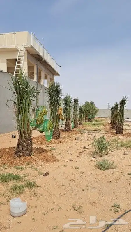 يوجد لدينا جميع انواع النخيل وجميع المقسات جده مكه 2