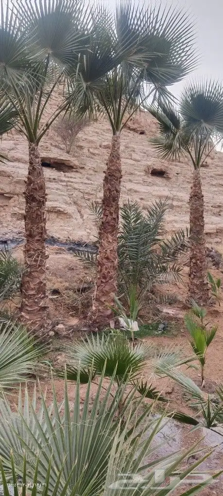 نخل شنطونيا 0