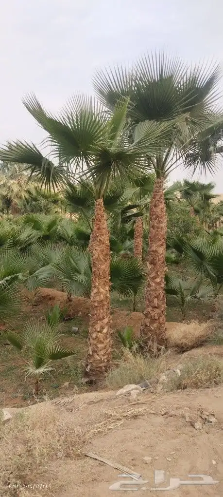 نخل شنطونيا 2