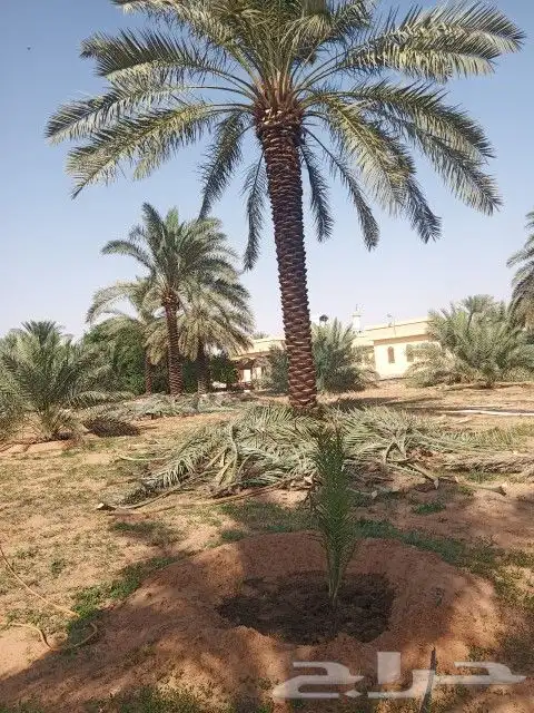 نخل للبيع جده مكه المكرمه الطايف 9