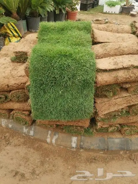 نخيل واشجار 1